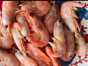 美加佳头籽熟冻北极甜虾净重3斤 90/120规格 头籽率50%  海鲜水产 实拍图