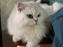阿飞和巴弟猫粮E76益生菌全价冻干双拼猫粮成猫幼猫粮全阶段鸡肉三文鱼 2kg 实拍图