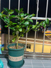 香水柠檬树苗水果盆栽可食用驱蚊浓香好养阳台四季花卉室内绿植物 香水柠檬树+加仑盆 （全国可种） 实拍图