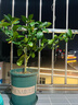 香水柠檬树苗水果盆栽可食用驱蚊浓香好养阳台四季花卉室内绿植物 香水柠檬树+加仑盆 （全国可种） 实拍图