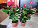 蝴蝶之舞红掌一帆风顺盆栽植物室内花卉好养土培大盆水养四季常青绿植 红掌40-50厘米2-3颗 含盆 实拍图