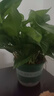 双盟绿萝盆栽除甲醛花卉绿植办公室新房净化空气180加仑4盆装源头直发 实拍图