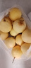 正宗河北鸭梨大果新鲜10斤脆甜梨子水果当季整箱包邮5斤赵县雪梨 精选鸭梨净重9斤 实拍图