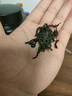 传奇会乌龙茶 凤凰单枞鸭屎香特级250g 罐装乌岽单丛茶叶自己喝送礼 实拍图
