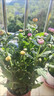 混色宝莲灯雏菊盆栽多年生耐寒耐热室内阳台庭院花卉大全绿植花苗 2盆优惠价+钻石盆 混3色带花苞 晒单实拍图