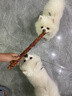 疯狂小狗中大型犬金毛边牧磨牙洁齿棒 巨无霸牛皮夹心卷欧芹&鸭肉味 200g 实拍图