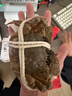 【活蟹】阳澄靖壹大闸蟹 现货鲜活大螃蟹公母蟹 海鲜水产生鲜礼盒 公5.0-5.3两母4.0-4.3两4对8只 实拍图