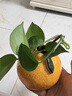 爱已装糖仿真橘子艺术花瓶简约陶瓷花瓶生日礼物客厅餐桌装饰插花瓶高10cm 实拍图