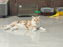 卫仕（NOURSE）猫咪全价主食爆爆酱湿粮营养餐包盒全阶段成幼猫补水罐头猫条零食 猫用40g*5包 全阶段 实拍图