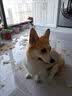 甜苗苗宠物剃毛器狗狗推子猫咪电推剪刮毛器美容剃脚毛磨甲修剪器理发器 宠物剃毛器【绿色三合一】大刀头+脚毛刀头+磨甲头 充插两用【配六件套】 实拍图
