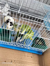 哈骆顿（HALODN）鸟笼鹦鹉笼子小中大型鸽子笼家用虎皮玄凤专用窝带喂食器鸟类用品 中号【40*30*30】食盒+站杆+托盘 折叠免安装方便收纳 大容量鸟类通用笼 1cm加密防钻防卡 实拍图