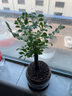 想开小叶紫檀盆景树桩植物老桩盆栽客厅桌面室内绿植好养树苗四季常青 单杆小叶紫檀+国粹青花484+底座 带盆栽好 实拍图