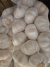 山东金乡蒜大蒜出口标准精选大蒜头蔬菜调料单果5cm 【专享】出口网兜925g5-5.5cm特大 实拍图