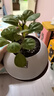 德沃多肥料植物营养土通用3L组合园艺养花土种菜土壤盆栽多肉绿植种植土 实拍图
