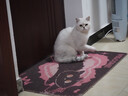 奥林巴斯（OLYMPUS）E-M10 MarkIV EM10四代 微单相机 数码相机 微单套机（14-42mm & 40-150mm）黑色 实拍图