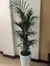 中梦散尾葵植物盆栽客厅大型绿植室内办公室凤尾竹盆景天堂鸟花卉 散尾葵高1-1.2米一盆 实拍图