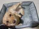 京喜自营-专用品牌狗窝猫窝宠物床 四季通用保暖狗垫子大中小型犬 送货上门 【推荐】优质棉窝灰色 M60*45cm 适20斤 实拍图