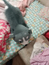 熊猫熊抱枕长条毛绒玩具女孩布娃娃公仔儿童毕业礼物二哈士奇趴趴狗抱抱熊床上陪睡觉抱枕大号玩偶女生生日礼物女送男女朋友1m 实拍图