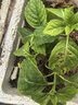 绣球花苗带花苞老桩盆栽花卉植物室内花庭院四季长开 蓝海 3年苗当年开花 实拍图