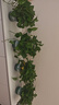 双盟绿萝盆栽除甲醛花卉绿植办公室180款加仑自吸水盆8盆装源头直发 实拍图
