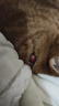 茨格曼 猫项圈猫铃铛狗狗卡通铃铛项圈挂绳宠物铃铛项链泰迪项圈饰品 实拍图