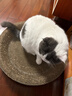 疯狂的主人 猫抓板窝超大号猫玩具猫爪板猫抓盆不掉屑猫窝碗形圆形瓦楞纸 实拍图