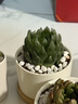 绿荫巷子多肉植物组合套餐肉肉室内植物办公室电脑桌面盆栽好养活小盆栽 【樱水晶】颗大 含瓷盆+托 实拍图