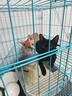 憨憨宠猫笼折叠猫笼子大号猫别墅加粗加密双层猫舍猫窝宠物猫咪用品家用 蓝色 850双层 实拍图