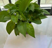 双盟绿萝盆栽除甲醛花卉绿植办公室新房净化空气 120款10盆源头直发 实拍图