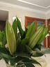 悦多彩AB级优质香水百合 家庭办公室各色生活鲜花 昆明基地 现采直发 白色百合10朵（双头5枝） 实拍图