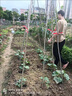 竹竿菜园搭架豆角黄瓜番茄爬藤架园艺篱笆围栏旗杆葡萄架批发 20根【精选竹竿】 0.8-1厘米粗1米长 实拍图