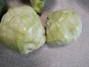 北菜园有机圆白菜400g 卷心菜包菜新鲜蔬菜【进店多样加购】北京延庆 实拍图