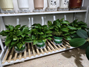 双盟绿萝盆栽除甲醛花卉绿植办公室新房净化空气180加仑4盆装源头直发 实拍图