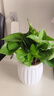 【绿萝盆栽】吸甲醛净化空气水培绿植物懒人花卉好养搬家礼物全 【热销5盆】绿萝+白色南瓜盆自吸水 整体含盆高度20-25cm 实拍图
