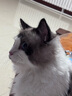 路斯（Luscious）猫粮肉松夹心鲜肉无谷全价益生菌成猫幼猫通用猫粮 【肉松夹心】鲜肉无谷猫粮8斤 实拍图