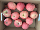 京鲜生 陕西洛川红富士苹果 净重10斤 单果200g 生鲜水果 实拍图