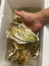 鲜海道【品质】鲜海道生态生蚝  乳山牡蛎 活鲜海蛎子生鲜贝类 品质升级8XL-净重9斤 实拍图