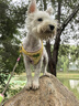 嬉皮狗摇摇乐狗狗牵引绳背心式小型犬宠物胸背狗链 L码 建议8-16斤 实拍图