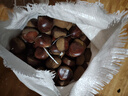 丹东板栗新鲜当季东北特产野生锥栗大果甜糯毛栗子现摘整箱包邮 单果22mm+ 250g 实拍图