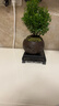 开时果 小叶赤楠盆景摆件 办公室桌面绿植花卉好养盆栽植物源头直发包邮 【推荐款】舍得紫砂盆+苔藓+底座 实拍图