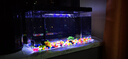 鹦鹦怪鱼缸客厅塑料中小型金鱼缸亚克力生态缸斗鱼缸家用新款智能溪流缸 45黑色专业套餐（彩灯+过滤增氧二合一） 实拍图