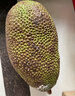 京鲜生 海南菠萝蜜整个 13-17斤 净重13斤生鲜水果 源头直发 实拍图