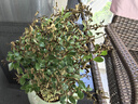 开时果 小叶赤楠盆景摆件 办公室桌面绿植花卉好养盆栽植物源头直发包邮 【热销款】哥窑浸墨盆+苔藓+底座 实拍图