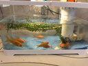 阔庭（KUOTING）缸水族箱生态桌面鱼缸新款懒人鱼缸生态造景过滤制氧一体机白色 实拍图