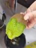 京觅 陕西徐香绿心猕猴桃奇异果12粒单果60-80g 生鲜水果 源头直发 实拍图
