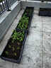 寿禾 蔬菜苗活苗带土发货大全菜苗种苗秋冬各种秧苗山东寿光苗子阳台 小香芹苗30棵 实拍图