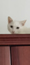 华元宠具（hoopet）猫包大容量宠物便捷外出便携透气双肩手提布偶狗背包幼犬外出包 实拍图
