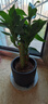 绿荫巷子富贵竹植物迷你盆栽室内办公室好养文昌竹绿植四季常青步步高花卉 【韩式水泥盆】3支富贵竹+日式猫 实拍图