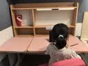 光明园迪灯桌一体儿童学习桌小学生书桌套装可升降写字桌课桌椅悦者120pro 悦者120 pro+A6P卡其+粉椅套 实拍图