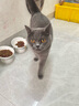 凯锐思英短猫粮专用蓝猫幼猫成猫深海鱼鱼肉猫食天然粮 【经典款】英短4.2斤 实拍图